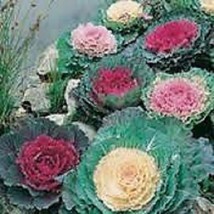 25 Ornamental Cabbage (Brassica oleracea ) Mixed  Seeds - $2.51+