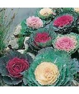 25 Ornamental Cabbage (Brassica oleracea ) Mixed  Seeds - £1.97 GBP+