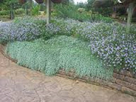 100 Dichondra repens Flower Seeds - $2.89