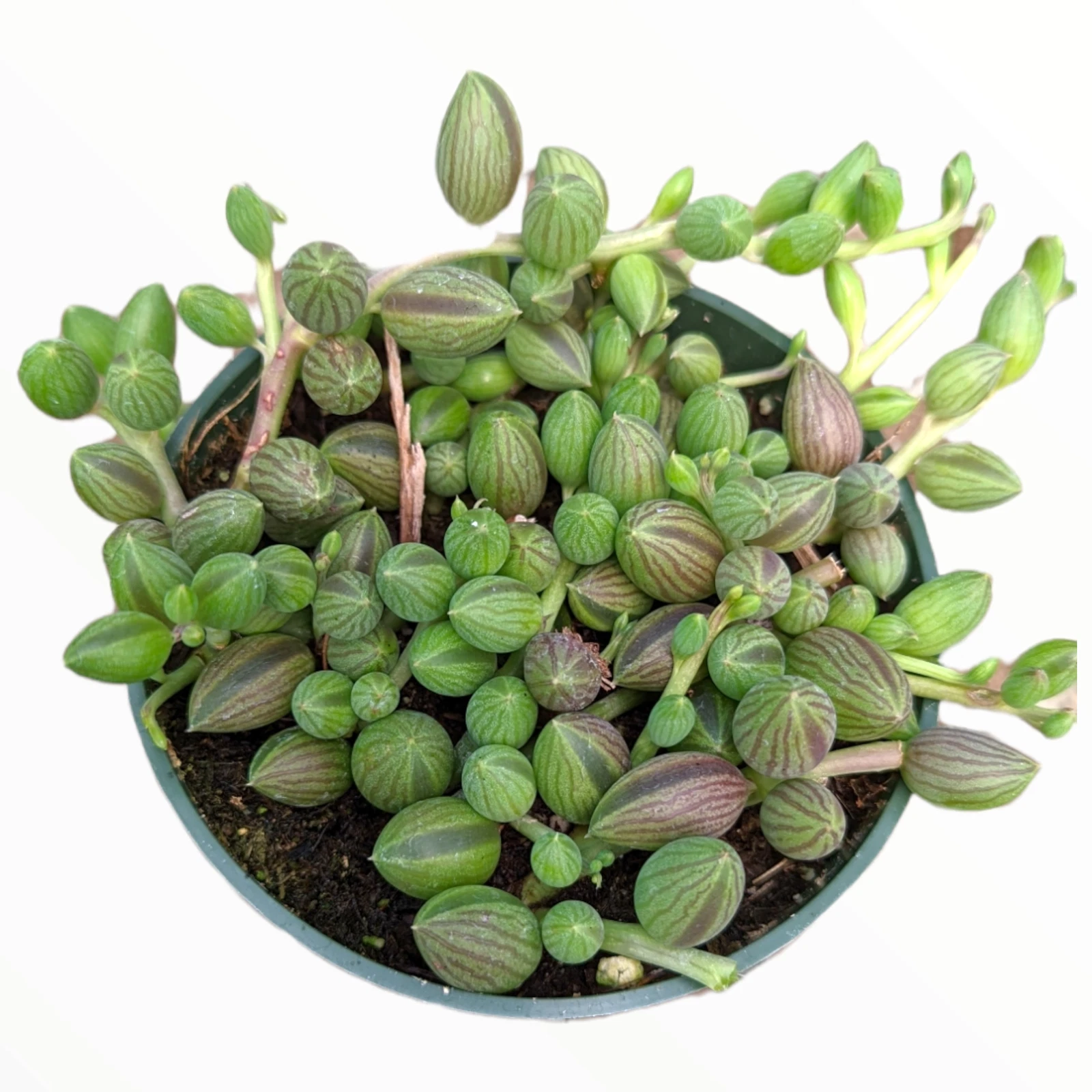 String of Watermelons Senecio herreanus Succulent Plant - $13.16