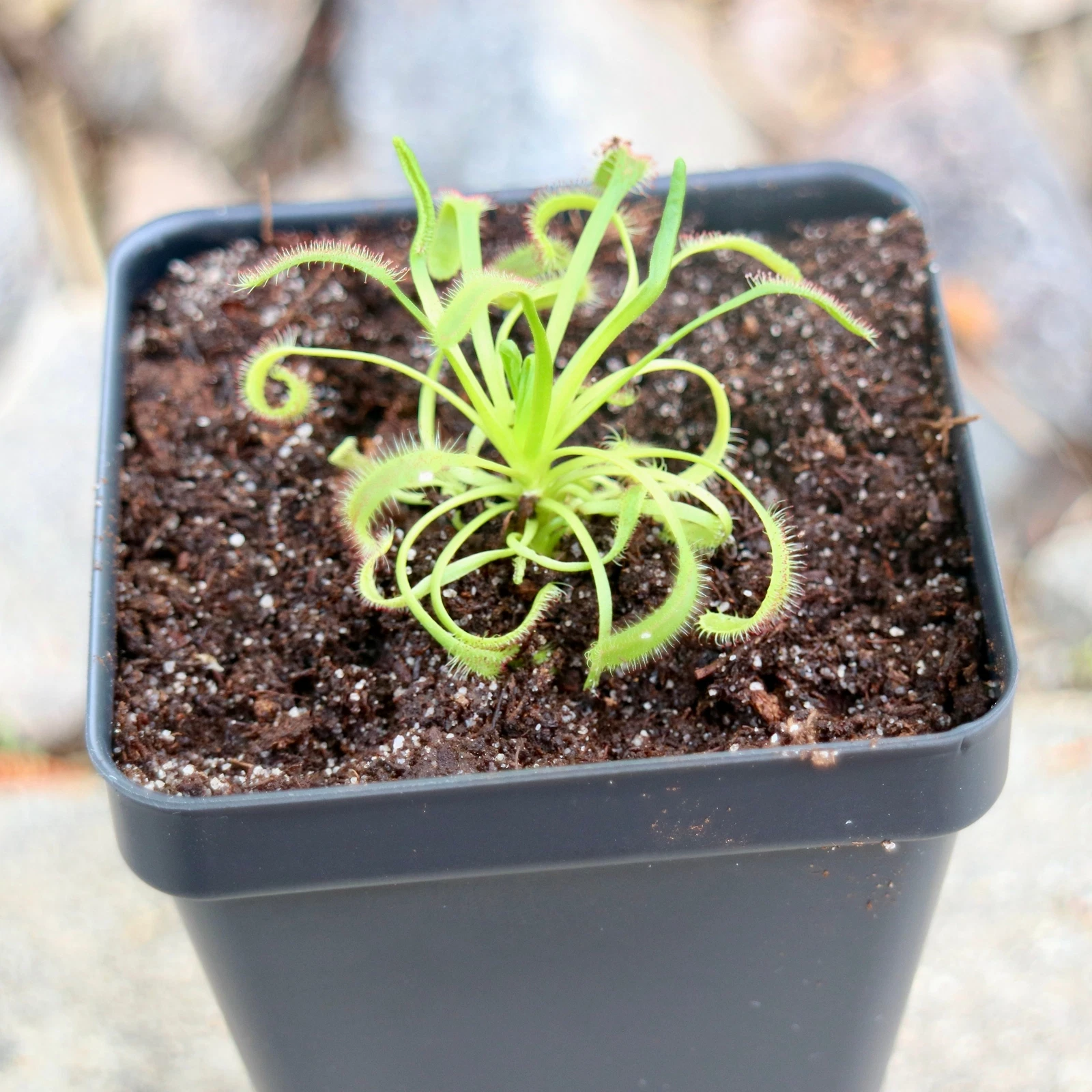 Bloomify Live Cape Sundew  Gnat-Eating Plant in Pot, Easy Indoor Grow Kit - $27.73