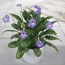 15+ Seeds Vietnam Violet  House Plant  Garden Flowers - $4.99