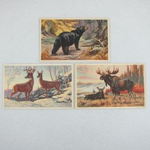 Vintage 1939 National Wildlife Postcards Lot 3 Moose, Whitetail Deer, Black Bear - £17.48 GBP