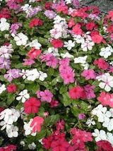 50 Vinca Periwinkle Mix Flower Seeds Fresh - £9.34 GBP