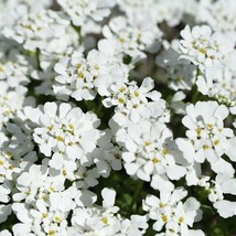 Evergreen Candytuft 100 Sdeeds Snow White Perennial Iberis Sempervirens Fresh Ga - £10.93 GBP