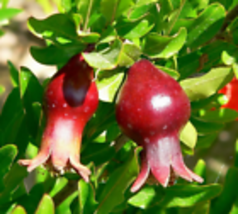 20 seeds  Dwarf Pomegranate Organic {Punica granatum nana} - £11.75 GBP