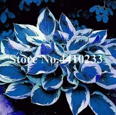 150 Pcs Beautiful Hosta Bonsai, Perennials Lily Flower Shade Hosta Flower Garden - £6.79 GBP