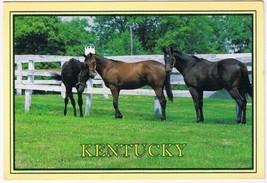 Postcard Kentucky Thoroughtbreds The Bluegrass State - £3.10 GBP