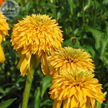 Yellow Pineapple Coneflowers Echinacea Flower Seeds 200 Seeds Nice Big Blooms Ga - $11.97