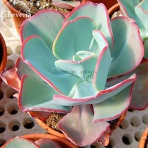 Giant Hens and Chicks Echeveria Gigantea Succulent, 10 seeds, bonsai lovely plan - £12.34 GBP