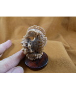 (tb-seah-5) little tan Seahorse Tagua NUT palm figurine Bali carving sea... - $732.90 MXN