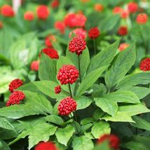 10 Seeds - Asian Panax Ginseng Seeds - $7.99