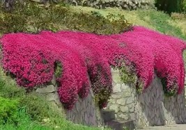 Red Creeping Thyme Seeds. Groundcover. Non-GMO. FRESH - €8,73 EUR