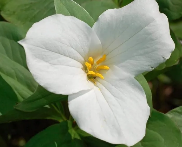 White Trillium Seeds Wildflower 50PCS  - $9.00