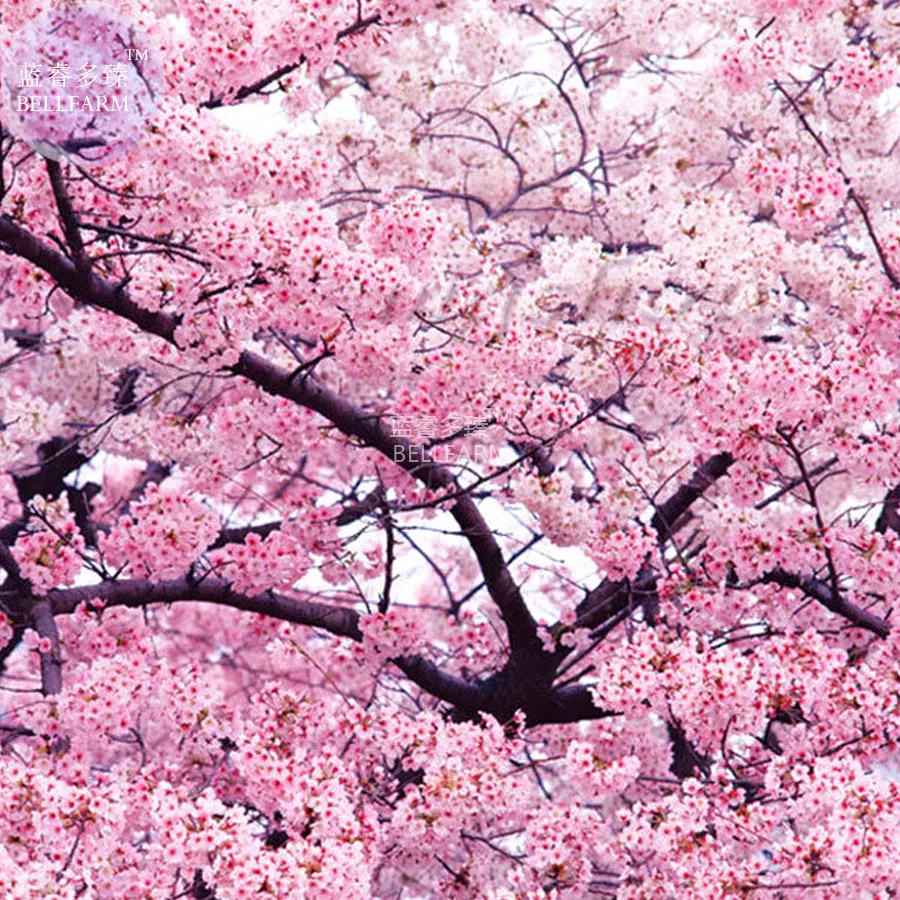  Japanese Pink Cherry Blossom Sakura Tree,seeds, Oriental Sweet Prunus Flower - £9.51 GBP