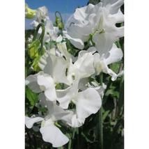 50+ White Supreme Sweet Pea Seeds | Fragrant Climbing Flower Vine - $16.50