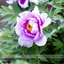 Light Pink Purple Tree Peony Flower 5 Seeds Garden - £5.10 GBP