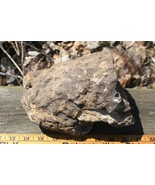 LEPIDODENDRON FOSSIL SPECIMEN KILLBUCK OHIO - €69,12 EUR