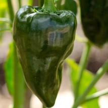 Poblano Pepper Seeds Ancho Chile 2000 Scoville Dark Green Mexican Chipotle Peppe - $7.90