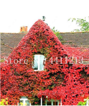 200 Seeds Creepers Green Boston Ivy Bonsai Green Leaf Flowers Wall Flora... - $6.90