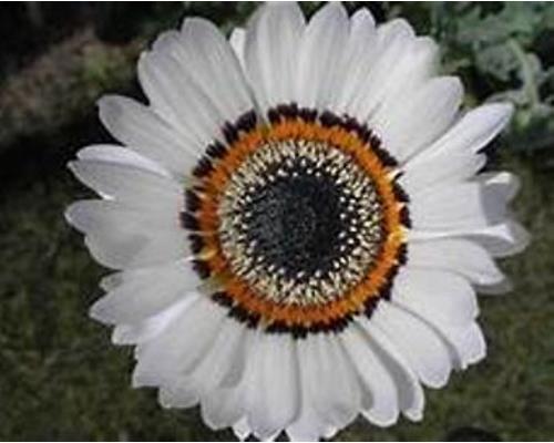 100+ Nidium Fastuosum Zulu Prince Flower Seeds A12 Fresh