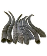 Springbok Horn Set, 2 Springbok Horns (left + right) Approx Size: 7 to 8... - €19,63 EUR