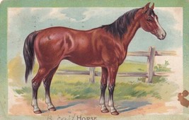 Horse Raphael Tuck And Sons Domestic Animals 1910 Parsons Kansas Postcard D51 - £2.38 GBP