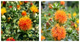 20 seeds Safflower- Orange Seeds Fresh Garden Seeds - £17.57 GBP