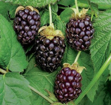 3 Pack Live Plants Boysenberry Rubus Not Potted - £47.62 GBP