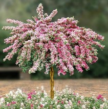 6-12" Tall Live Plant Variegated Weigela Bush/Shrub Outdoor Garden - Potted - £54.96 GBP