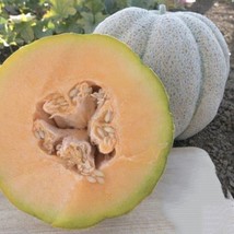 20 Iroquois Melon Seeds Fruit NongmoSunlight -Full/Part Sh - £6.52 GBP