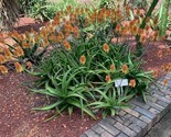 Aloe Camperi Flowering Succulent Fast Growing  10 Seeds - $8.99