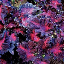 Pelleted Coleus Seeds Black Dragon Coleus Seeds 25 Thru 500 Pelleted Seeds Garde - $13.25