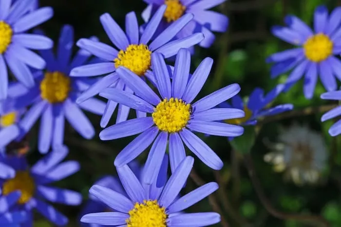 200 Blue Felicia Amelloides Daisy Seeds Fast US Shipping - £8.98 GBP