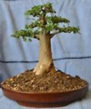 Baobab Tree {Adansonia digitata}  Viable Untreated 5 seeds - £14.14 GBP