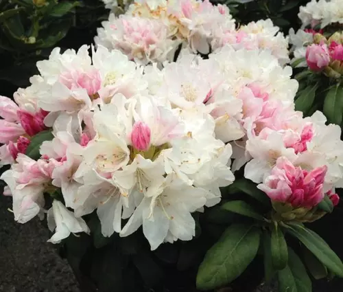 1 Live Plant  Yaku Princess Rhododendron Plant (7L) - $41.38