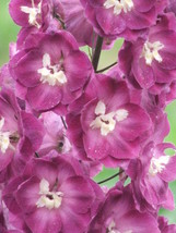 PWO Delphinium Pacific-Hybr. Pacific-Group-Series Astolat-Group seed - $3.25