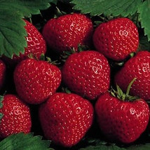Bare Root - 25 Earliglow Strawberry Plants - The Earliest Berry! - £51.10 GBP