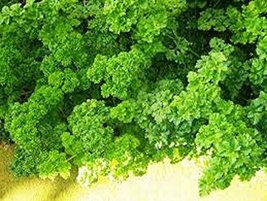 Parsley, Italian dark green flat leaf parsley seeds, Heirloom, Organic, Non Gmo, - £1.11 GBP