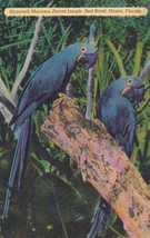 Miami Florida FL Parrot Jungle Vibrant Blue Hyacinth Macaws Postcard D19 - £2.39 GBP