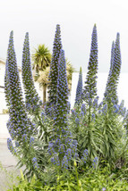 50 Viper&#39;S Bugloss Blue (Echium Vulgare) Seeds  DeerResistant Tropical From US - $11.95