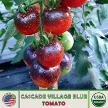 10 Cascade Village Blue Tomato Seeds Organic Fresh Seeds USA - £7.64 GBP