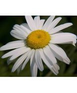 190 seeds daisy, OX-EYE oxeye daisies, white flower, perennial - $11.99