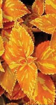 Orange Coleus Flowers Easy to Grow Garden 25+ Seeds  - £9.02 GBP