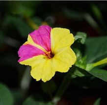 US Seller 20Pcs Jasmine Mirabilis Flower Seeds Yellow And Hot Pink Petals Flower - £11.74 GBP