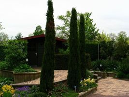 30 seeds Italian Cypress Narrow Columnar - £4.29 GBP