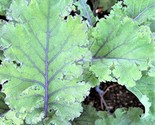 Scarlet Kale Seed Non-Gmo  100 Seeds  Fast Shipping - $7.99