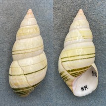 #6 Liguus fasciatus livingstoni 64.5mm F+ Brickell Hammock, Collected 1936 - £8.90 GBP