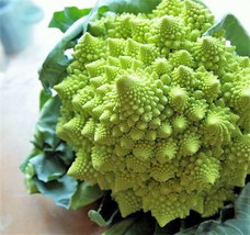 LWSTORE 500 Romanesco Broccoli Broccoflower Cauliflower Brasica Vegetable Seeds  - £8.05 GBP