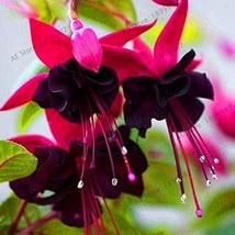 100pcs Loss Promotion!Purple Double Petals Fuchsia Flores Bonsai Potted Flower p - $7.98